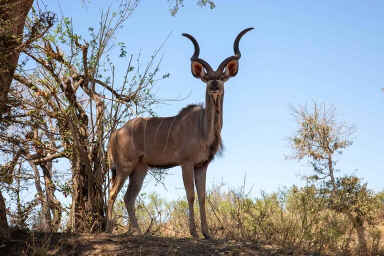 Ultimate Morning Kruger Park Safari Drive